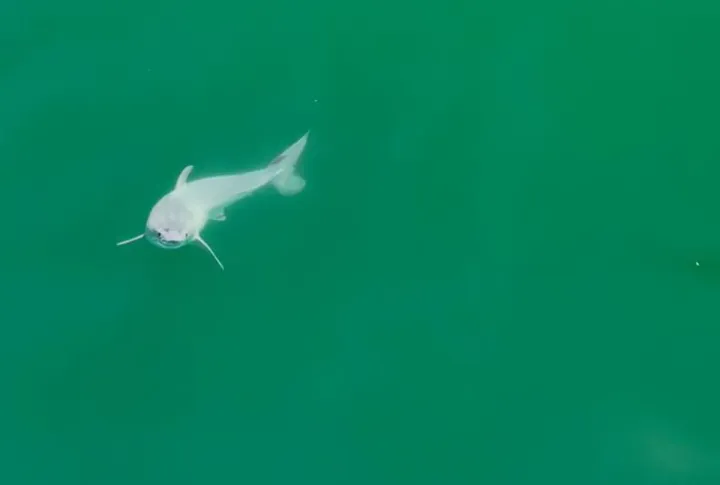 Снимок с дрона, запечатлевший новорожденную белую акулу.