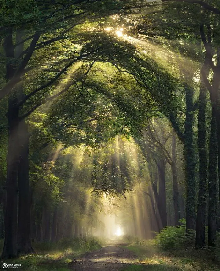 Лес в городе Бреда, Нидерланды.
