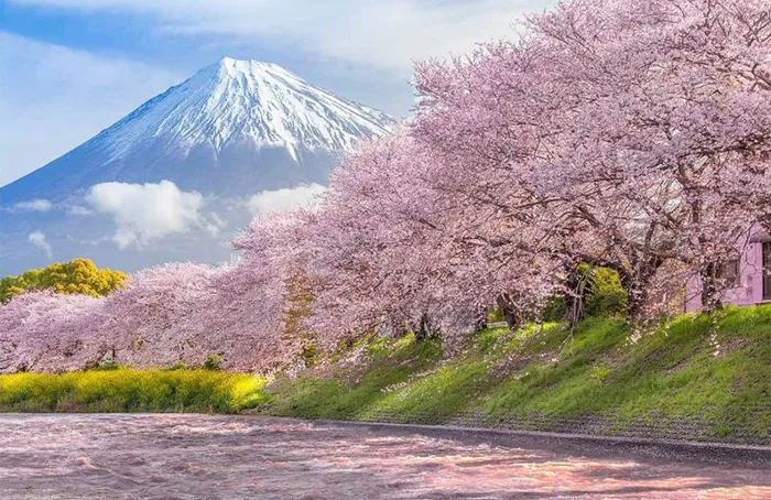 Цветущие сакуры на фоне горы Фудзи.