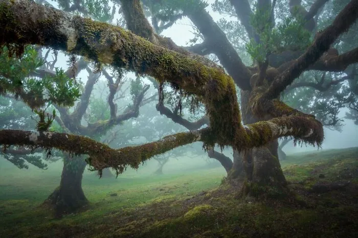 «Я был бы рад заблудиться в этом необычном португальском лесу».