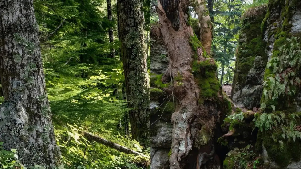 Фотографии с людьми в камуфляже.