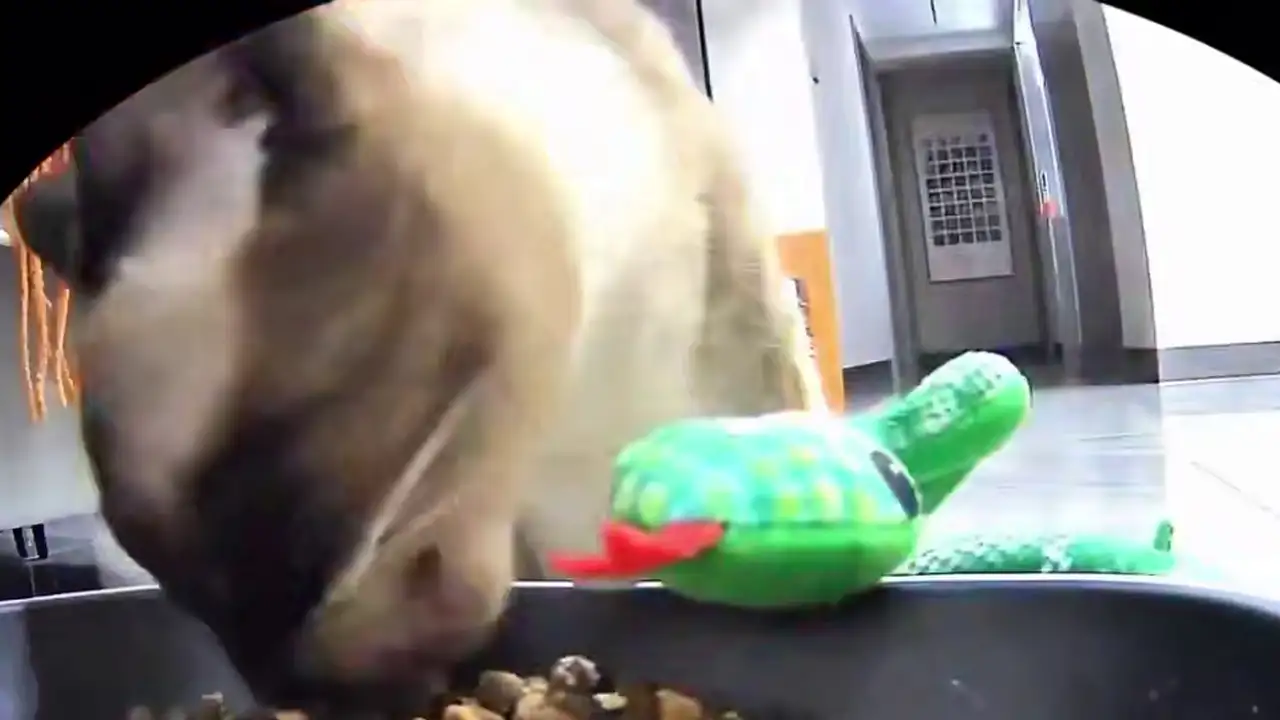 Котик пытается накормить игрушечную змею из миски.