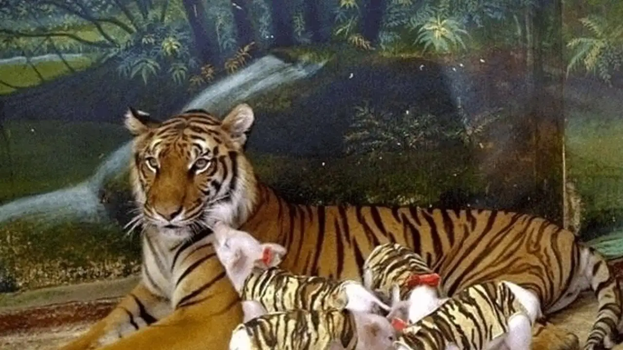 Тигрица с поросятами в полосатых костюмчиках.