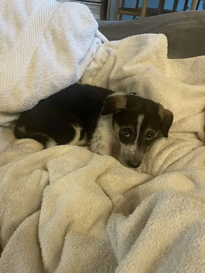 «Наш новый щенок».