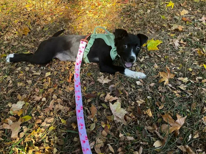 «Ее зовут Джунипер!»