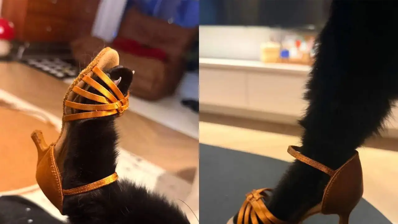 Ноги котика в туфлях.