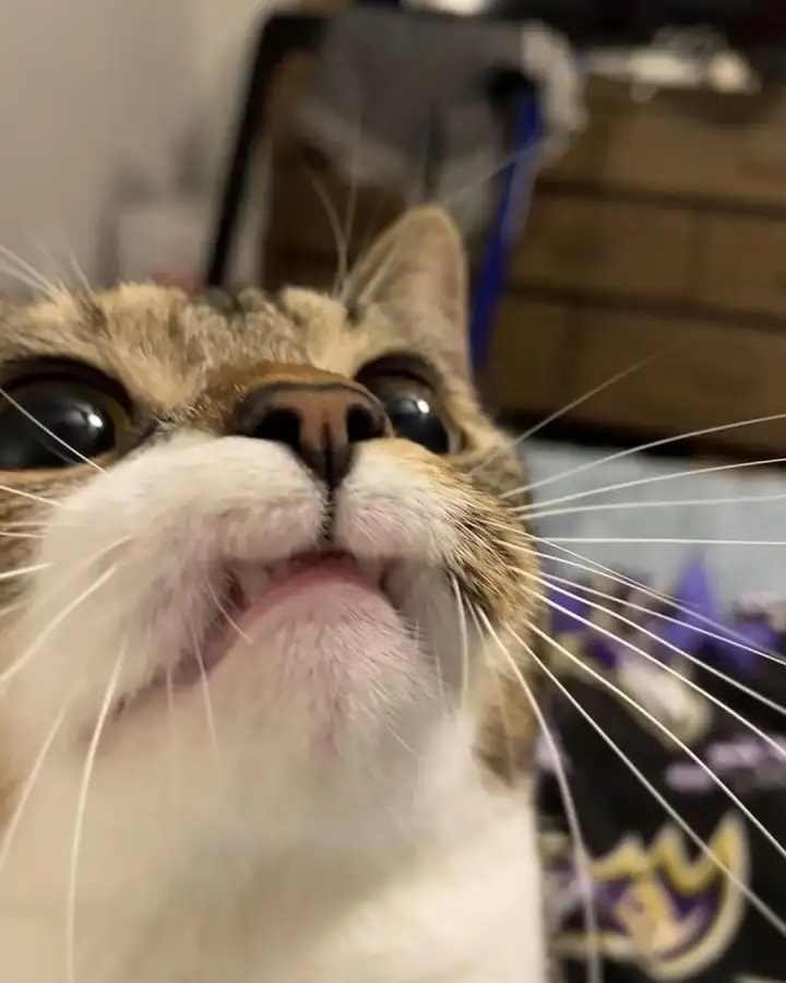 После удаления верхних клыков она стала самой недовольной кошкой в мире.