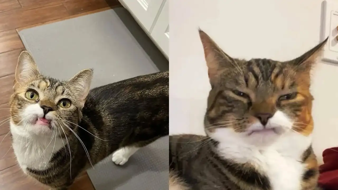 Кошка без клыков.