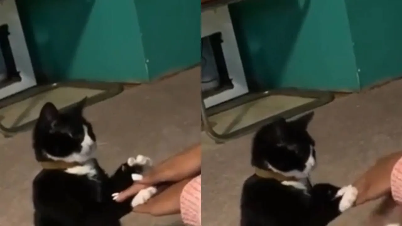 Котик и хозяйка.