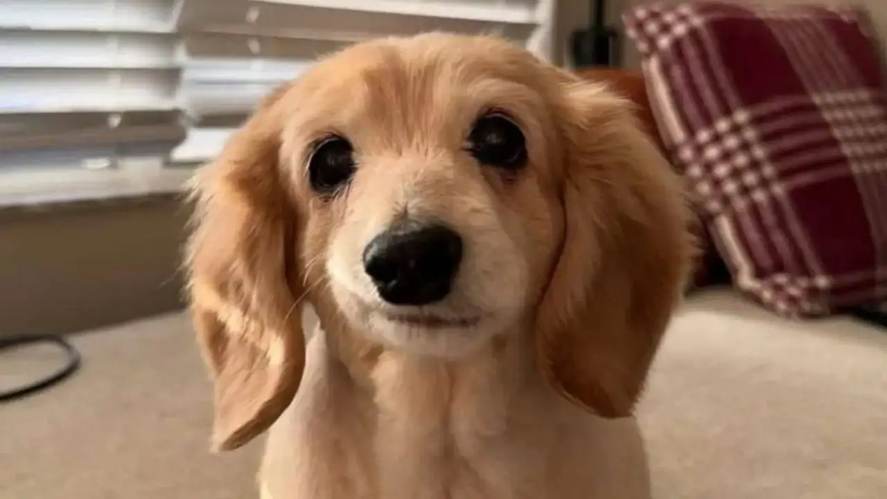 Ухмыляющийся пес.