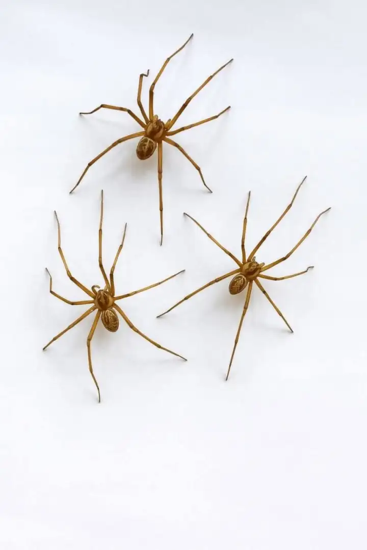 Выгглядит чересчур реалистично, отчего и очень жутко.