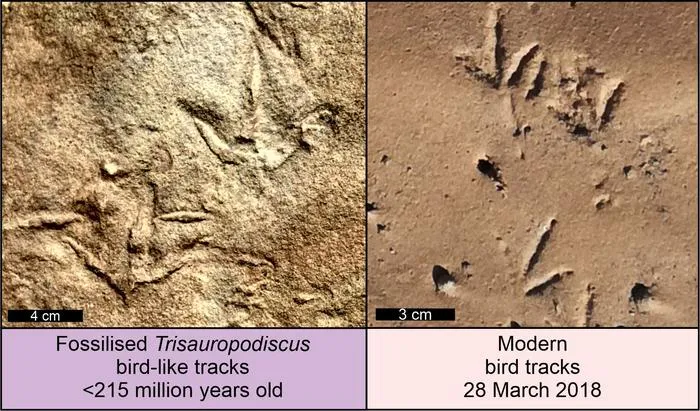 Окаменелые следы Trisauropodiscus и следы современных птиц.