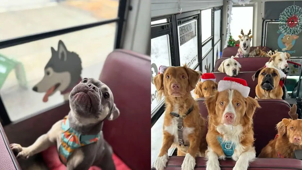 Собаки едут в детский сад на школьном автобусе.