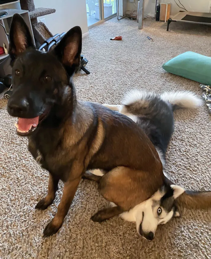 «Я услышал звуки драки в соседней комнате, зашел и увидел это».