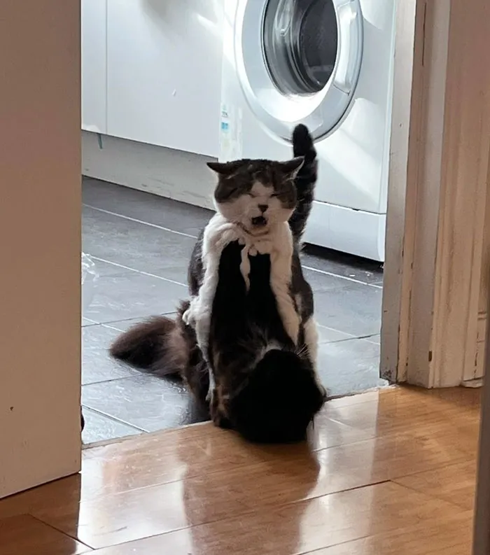 «Во время отпуска моя сестра попросила сфотографировать двух ее кошек, за которыми я присматривала. Вот что она получила».