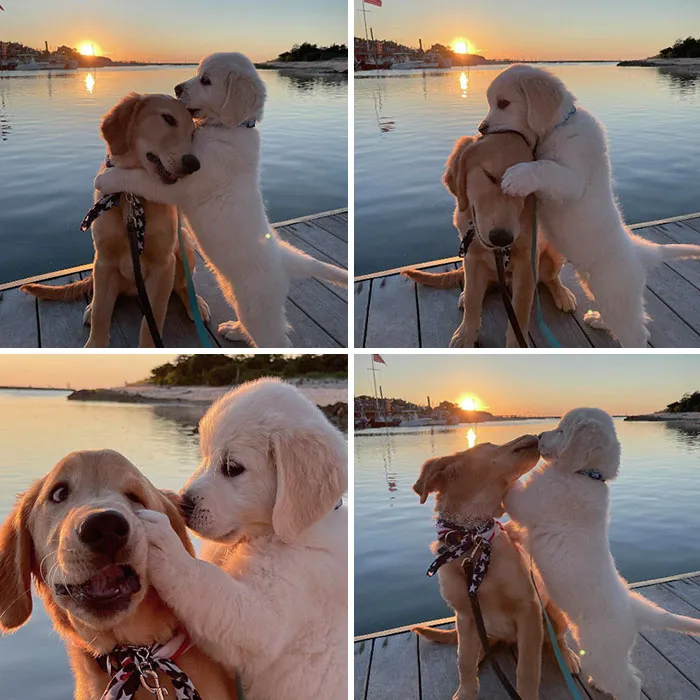 Типичное поведение братеьв и сестер.