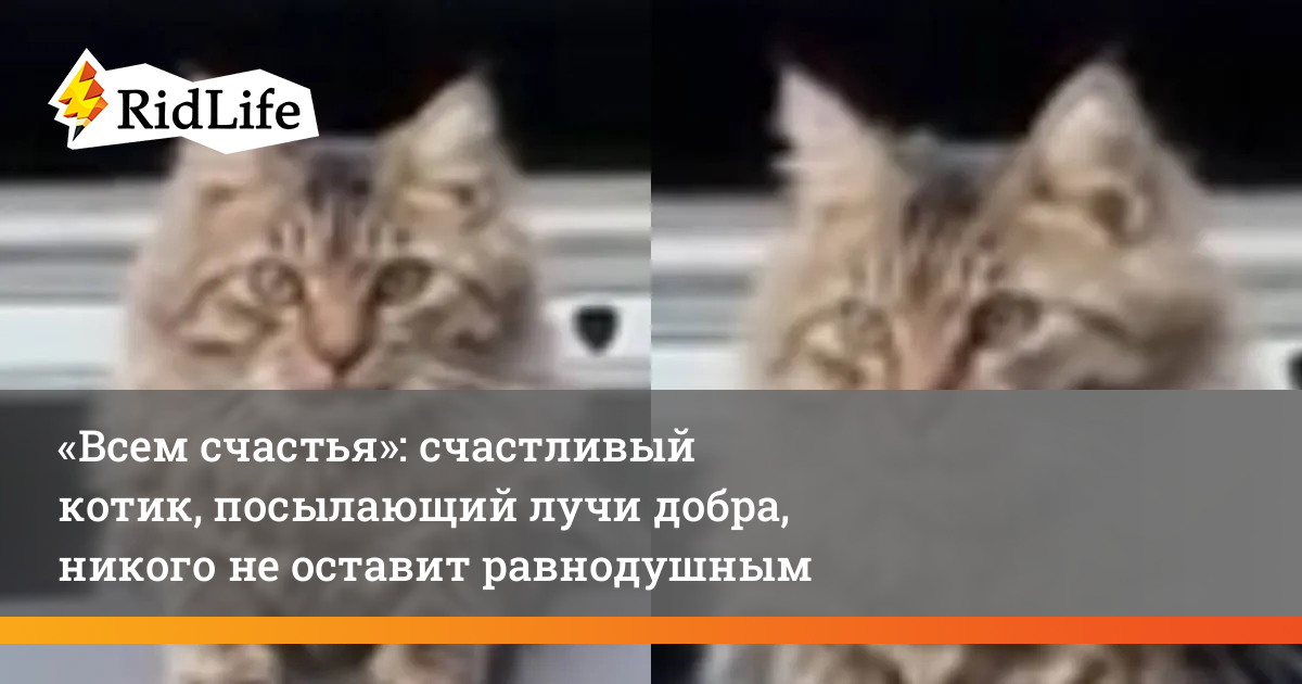 Чем отправить кота. Кот посылает лучи удачи. Котик отправляет письмо.