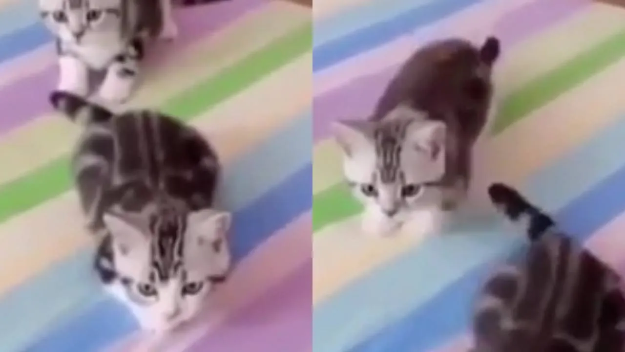 Котята.
