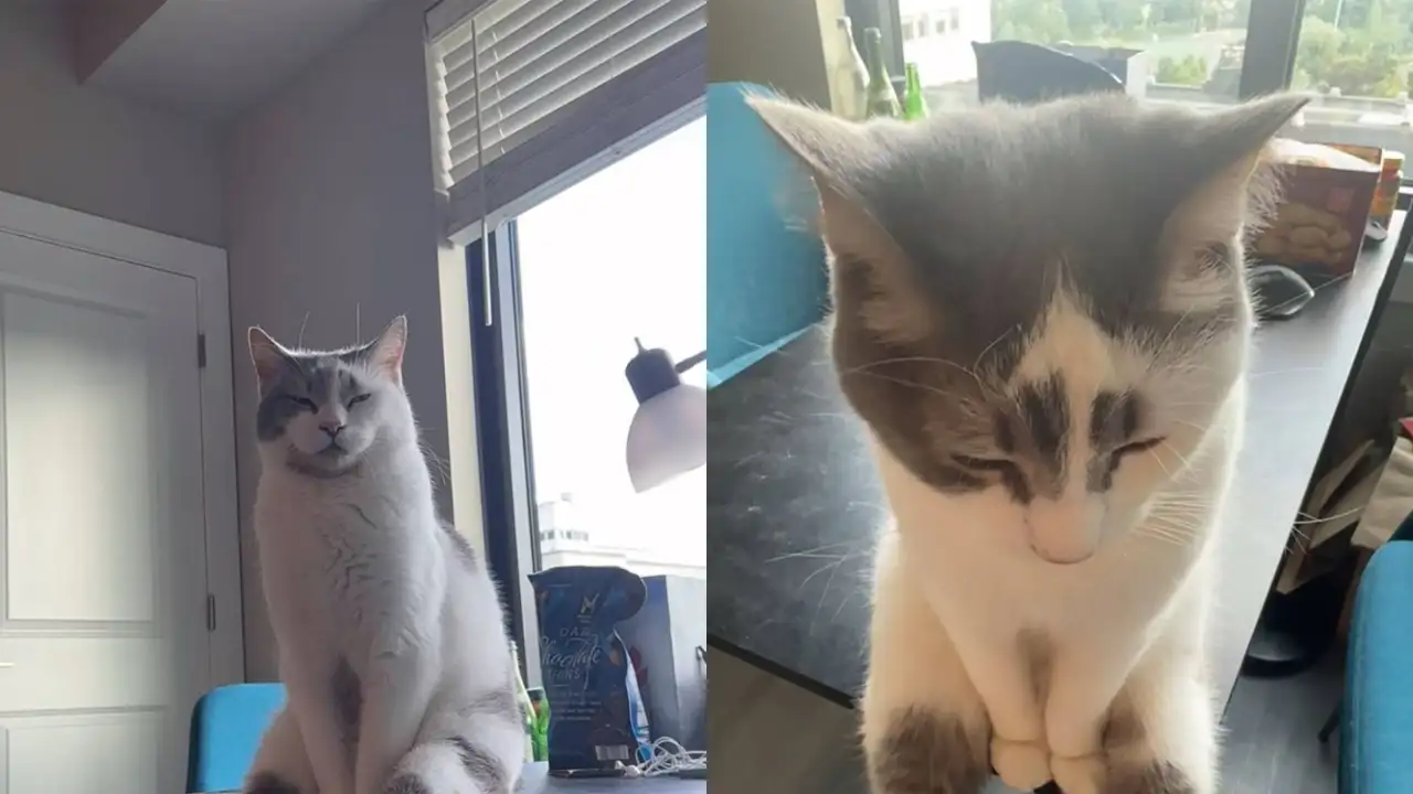 Сидящий кот.