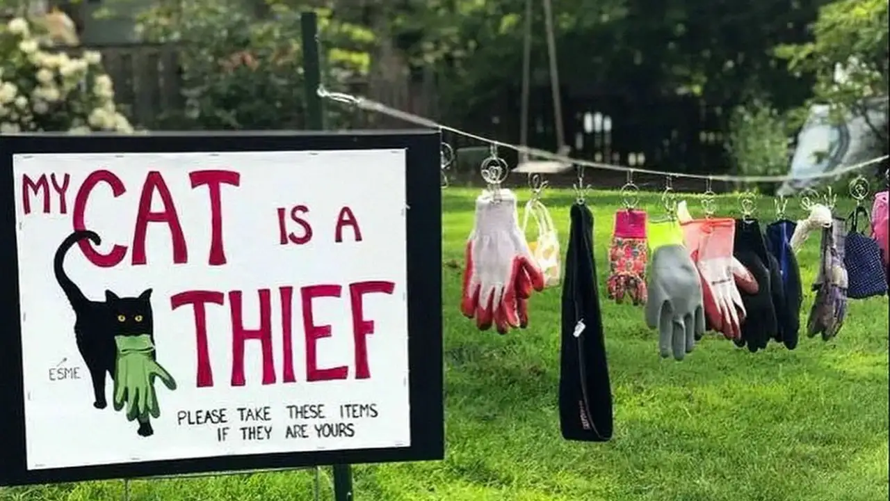 Хозяйка устроила уличную выставку с вещами, которые своровал ее кот у соседей.
