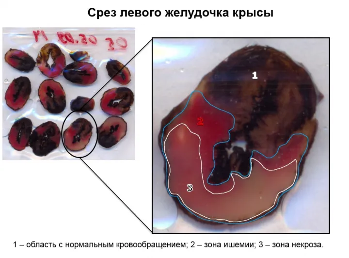 Ключевое тестирование проводили на крысах.