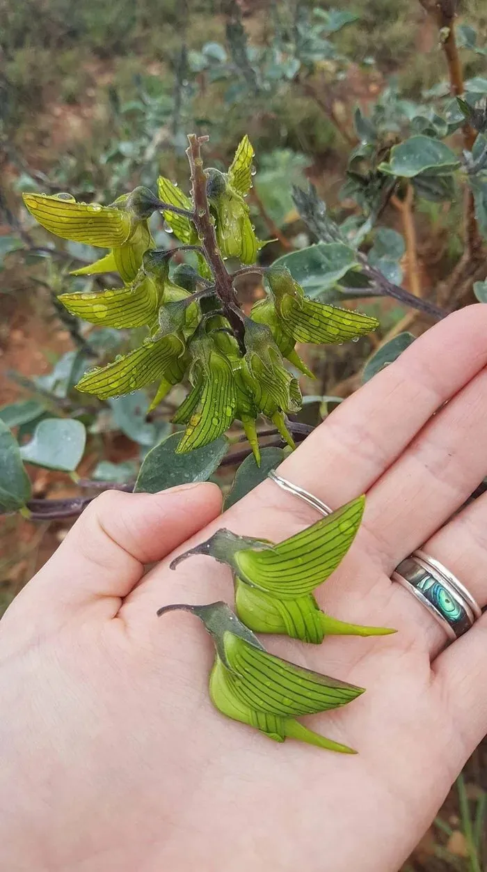 Растение Crotalaria Cunninghamii имитирует птиц.