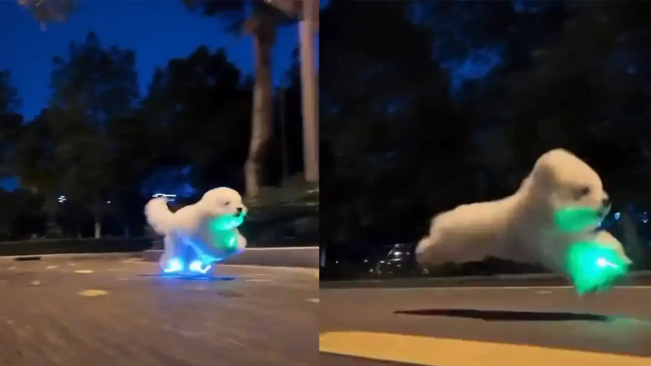 Песик-супергерой.