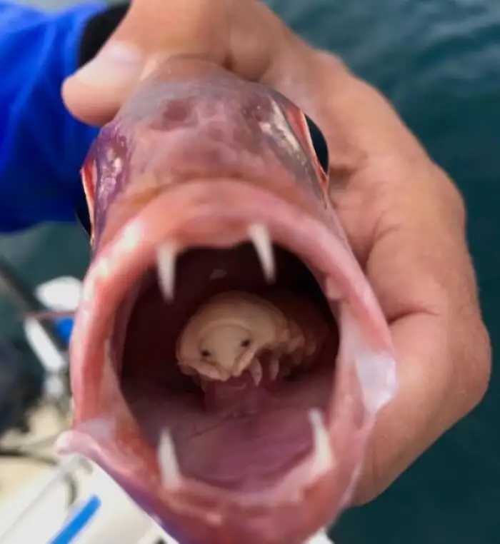 Cymothoa Exigua, или языкоядная вошь, — это паразитический изопод, который повреждает кровеносные сосуды в языке рыбы, вызывая его отмирание. Затем паразит прикрепляется к оставшемуся обрубку языка, и фактически становится новым «языком» рыбы.