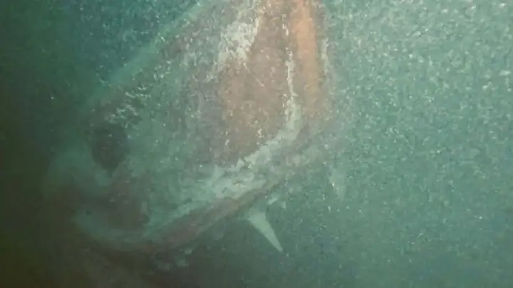 Десять ужасающих вещей, которые скрываются в большой воде