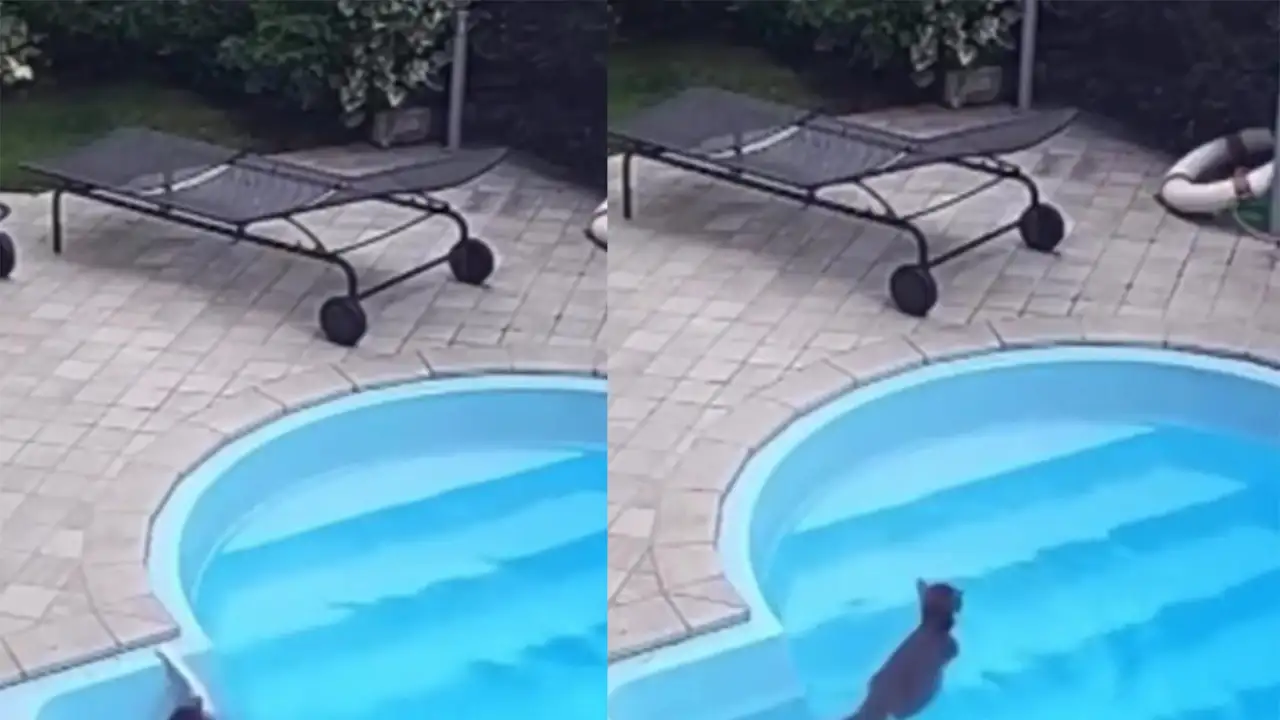 Кот в бассейне.