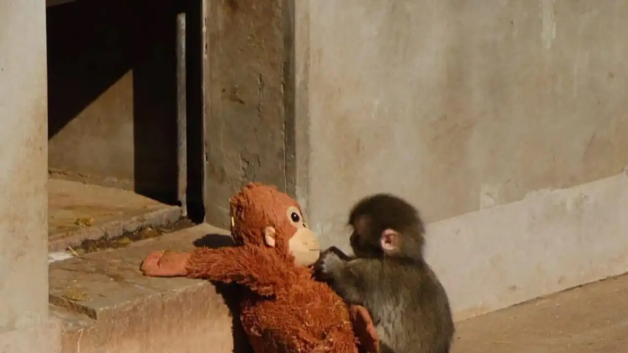 Малыш макак с игрушкой.