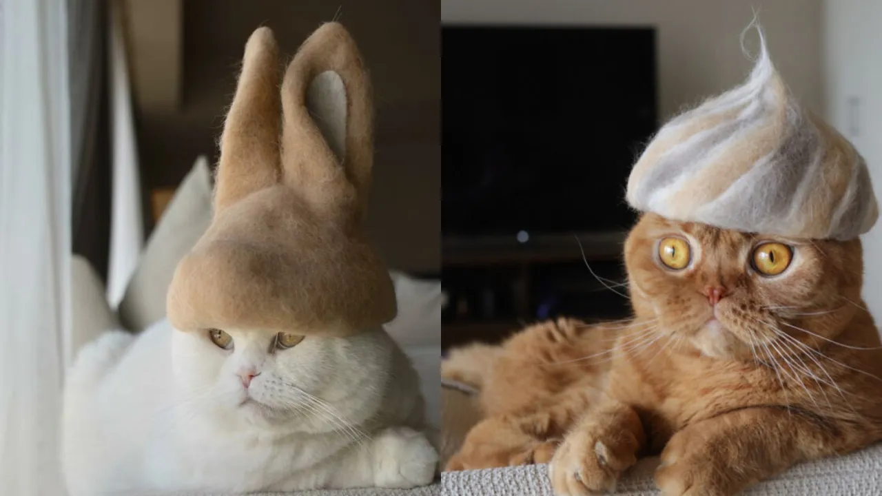 Кошачьи шляпки.