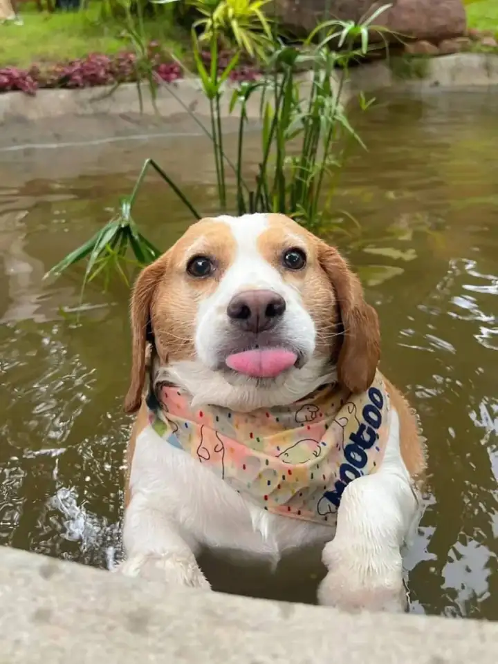 Муту дразнится.