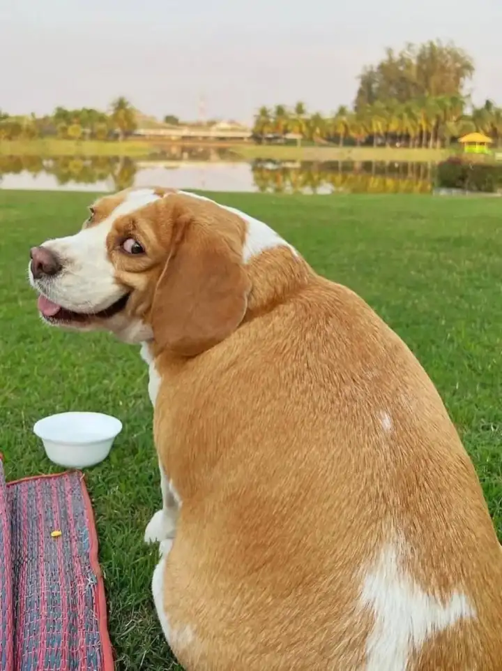 Муту игривый.