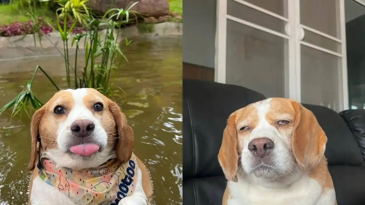 Пёс по кличке Муту.