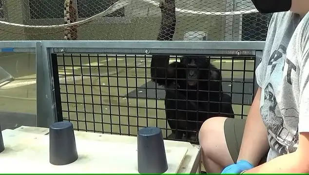 Бонобо на 29 процентов чаще указывали на стаканчик, под которым находилась еда, когда исследователь не знал её местоположение. Бонобо на 29 процентов чаще указывали на стаканчик, под которым находилась еда, когда исследователь не знал её местоположение.