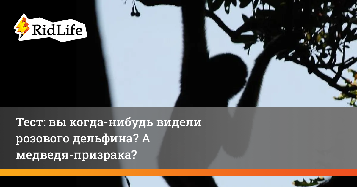 Медведь фанты