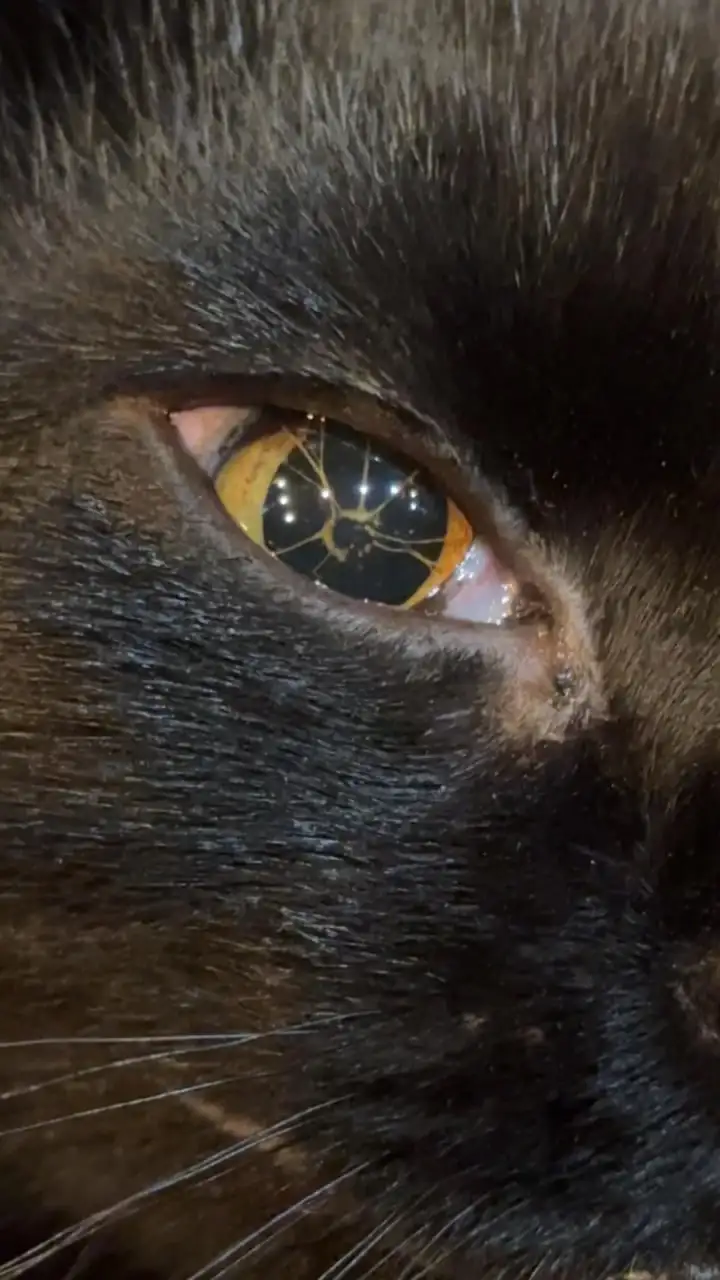 Девушка на Reddit поделилась фотографиями своей кошки с редкой аномалией глаз.