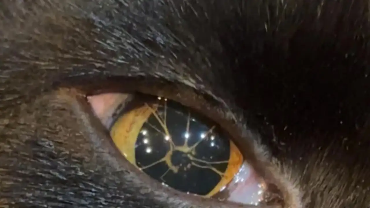 Необычный глаз кошки.