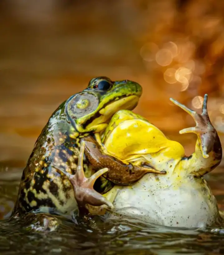 Борьба лягушек. Борьба лягушек.