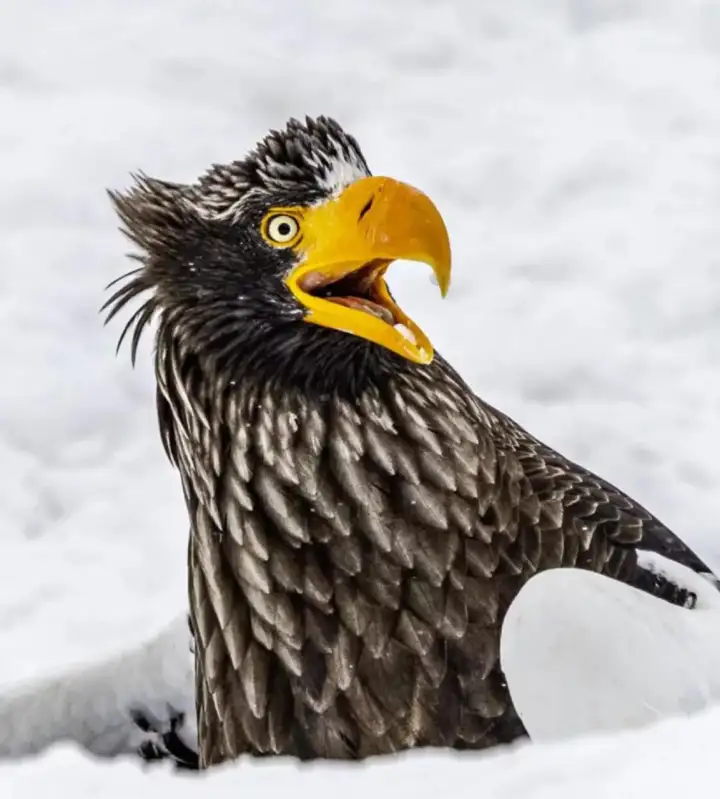 Удивленный орлан. Удивленный орлан.