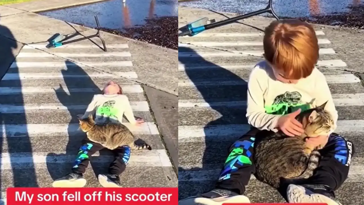 Кот-целитель.