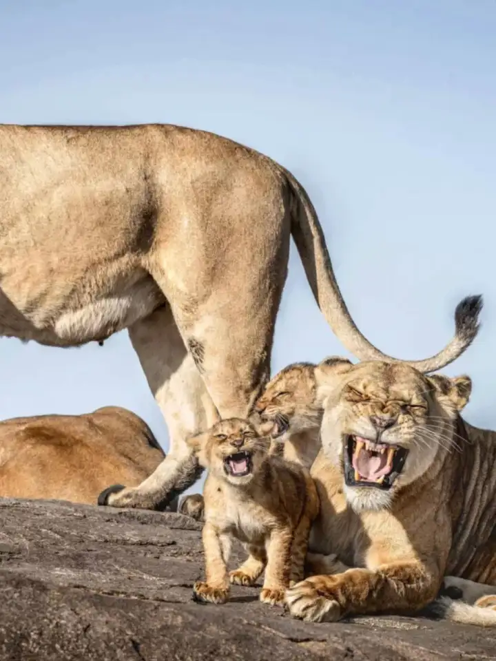 Смеющиеся львы. Смеющиеся львы.