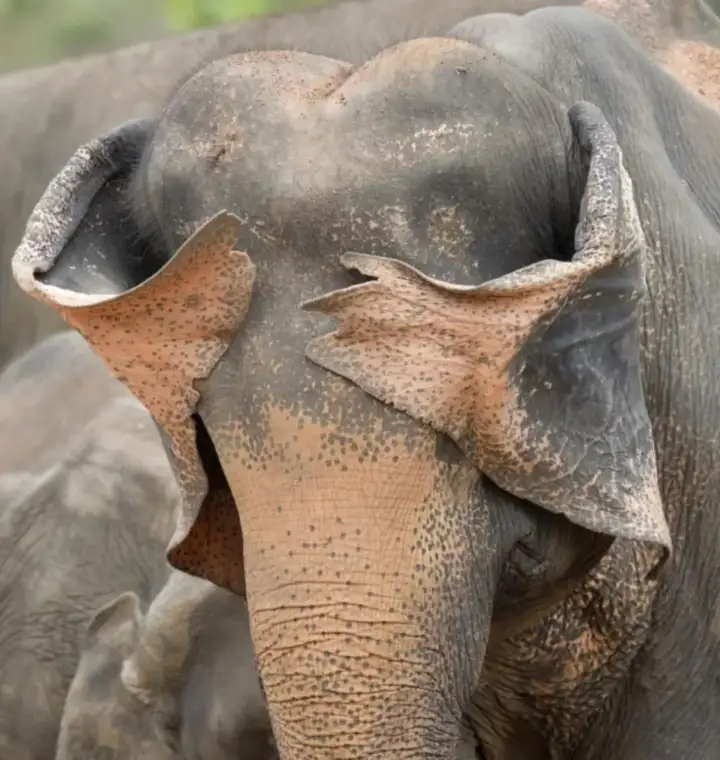 Стеснительный слон. Стеснительный слон.