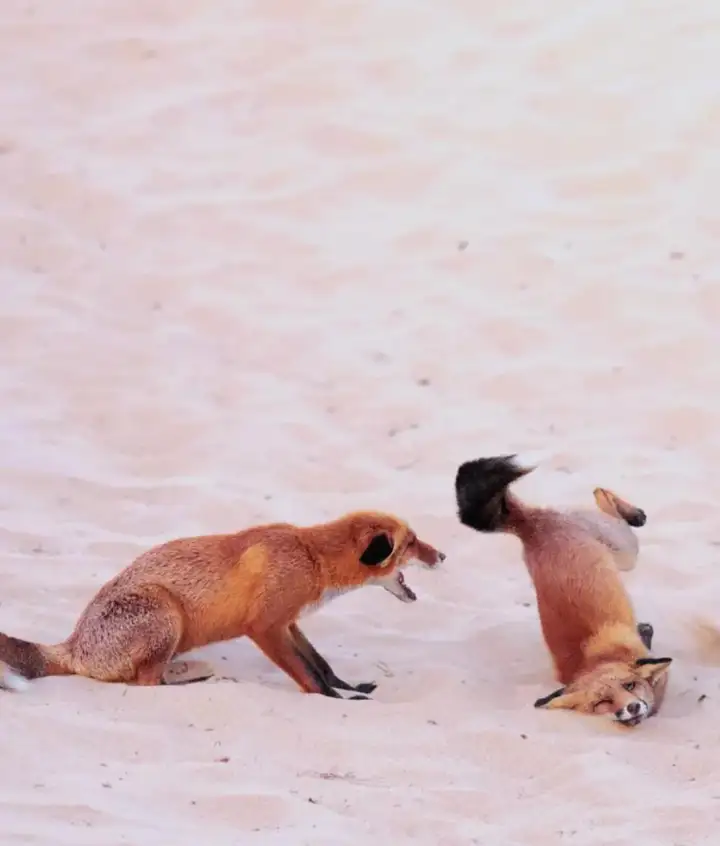 Конфликт лис. Конфликт лис.