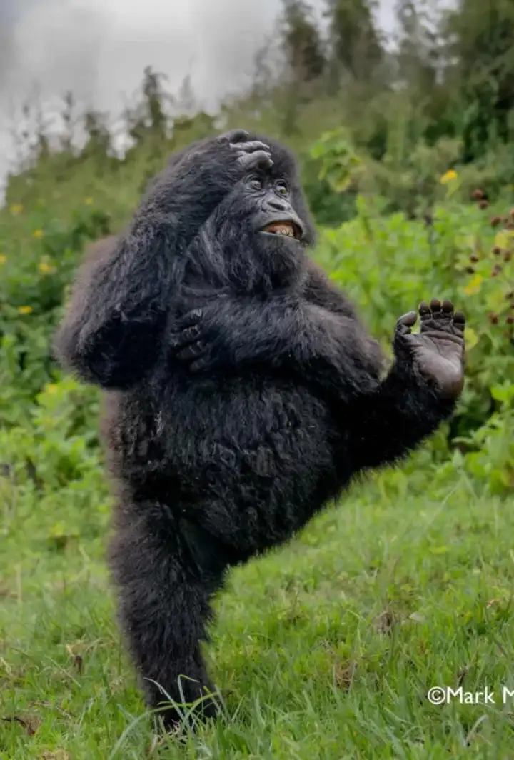 У гориллы хорошее настроение. У гориллы хорошее настроение.