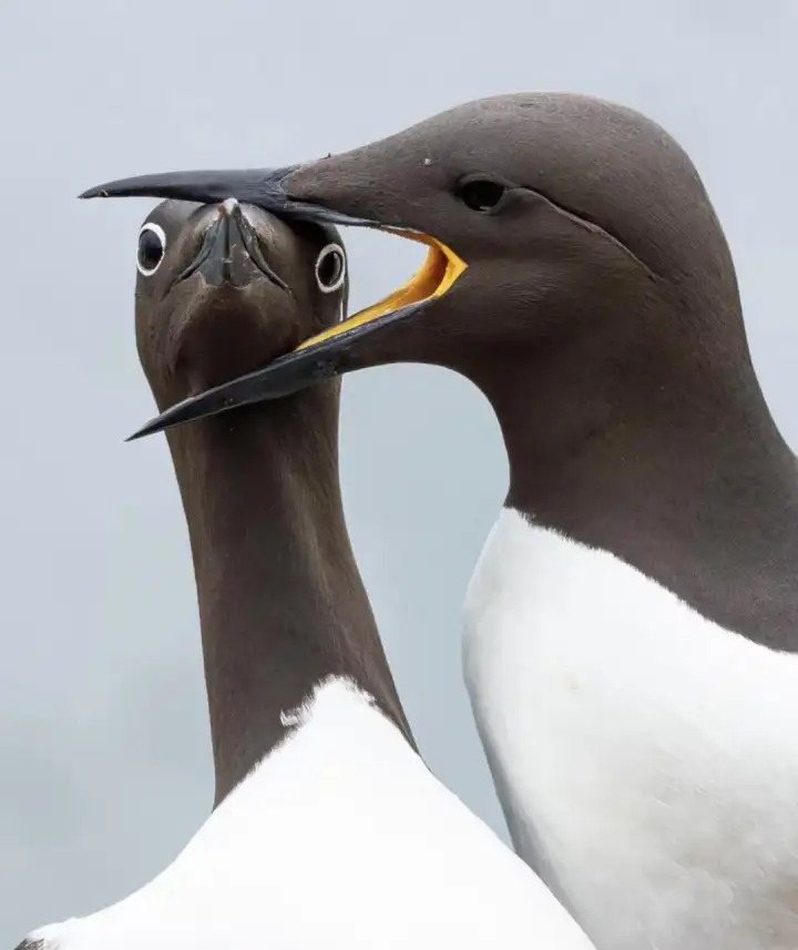 Одна кайра лакомится другой. Одна кайра лакомится другой.