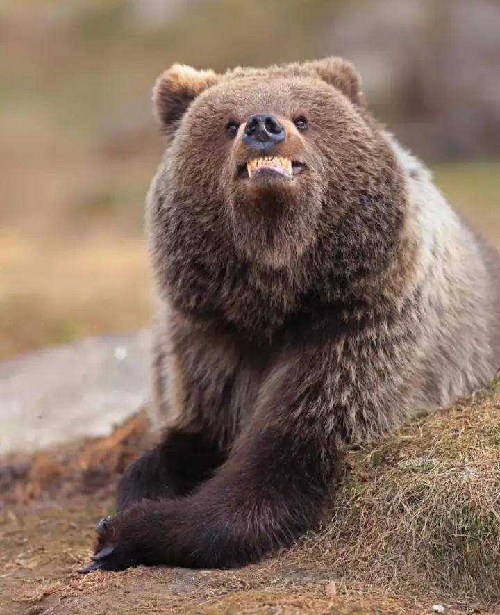 Медведь пытается улыбаться. Медведь пытается улыбаться.