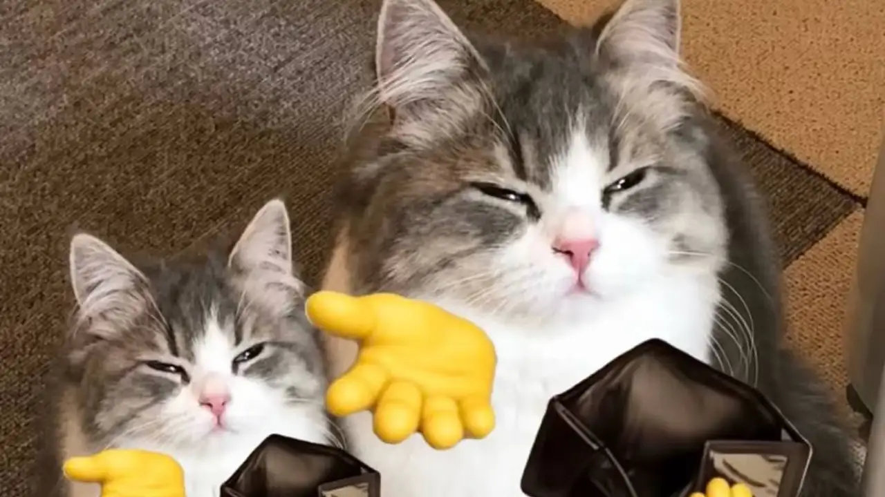 Коты с прифотошопленными руками, просящие денег.