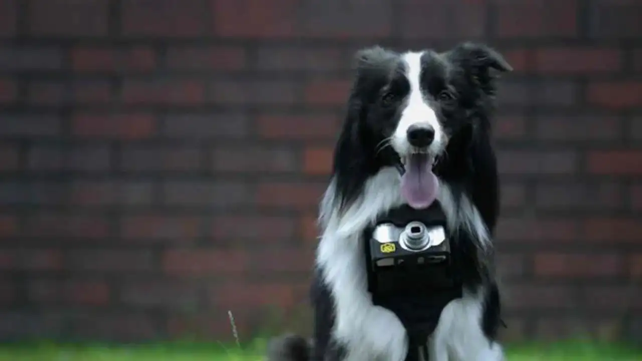 Пёс с камерой на груди.